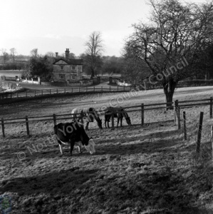 Copgrove, Cattle and Ponies